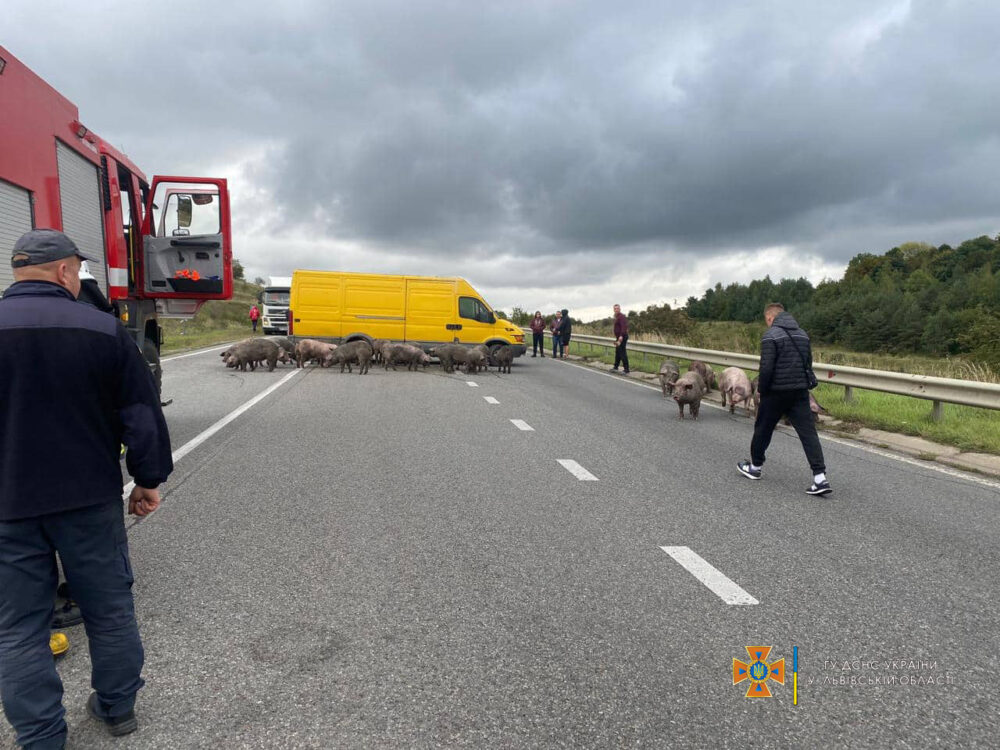 На Львівщині загорілась вантажівка із свиньми