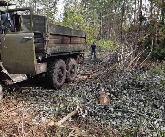 На Львівщині незаконно зрубали дерева на 900 тисяч гривень
