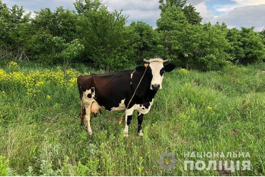 Жителю Тернопільщини присудили 5 років за те, що викрав корову