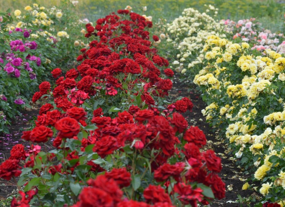 Мешканка Одещини дарує харків’янам 1000 троянд