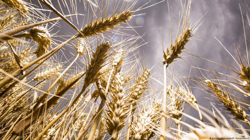 Росія заробила на контрабанді українського зерна щонайменше $530 млн