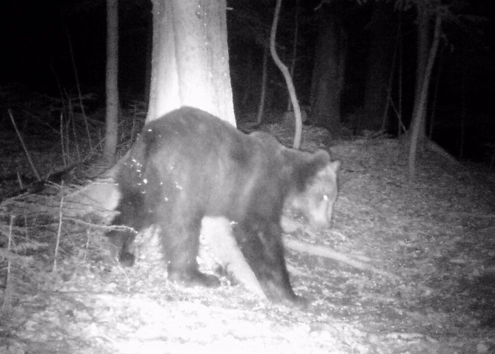 У Карпатах зафіксовано пробудження ведмедя з зимової сплячки