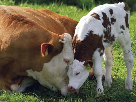 За минулий рік поголів’я корів в Україні зменшилось на 323 тисячі