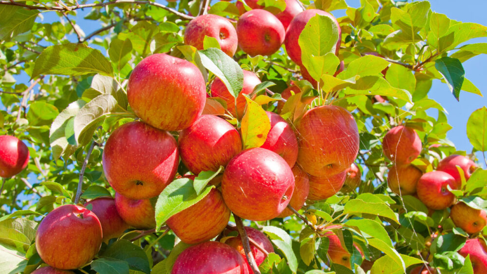 НААН дослідила, де в Україні ростуть найсмачніші яблука