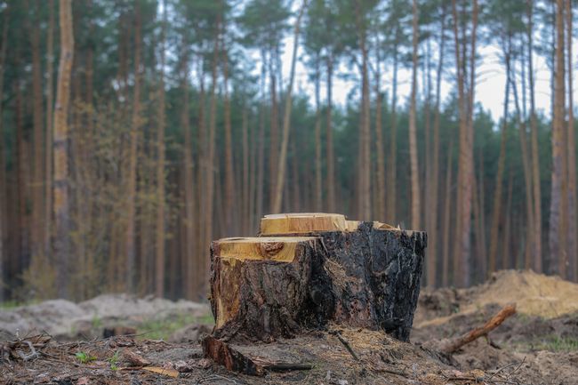 У нацпарку на Франківщині незаконно зрубали дерев на понад 2 млн грн