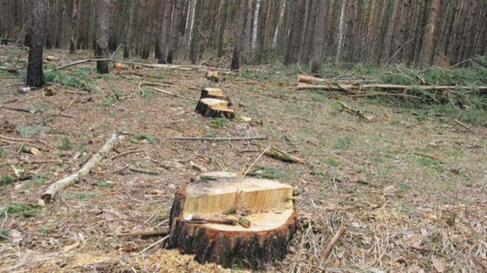 Житель Тернопільщини незаконно зрубав дерев на 270 тисяч гривень