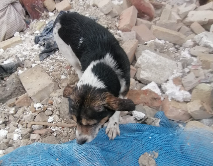 Собака шукає загиблих господарів на завалах зруйнованого ракетою дому на Львівщині. Відео