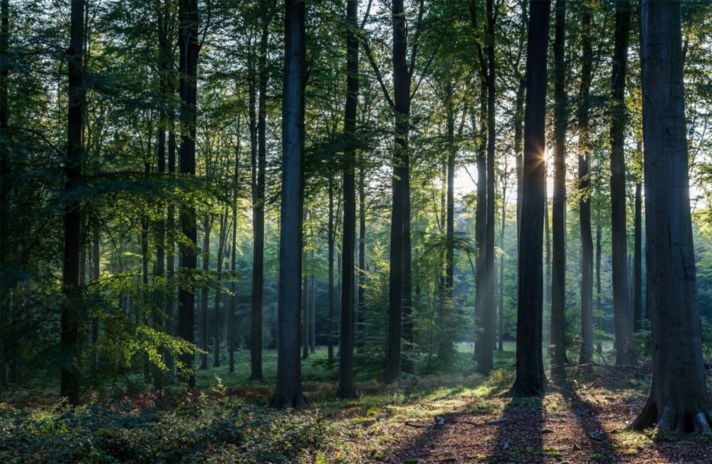 На Львівщині повернуть державі ліс вартістю 4 млн, який незаконно приватизували