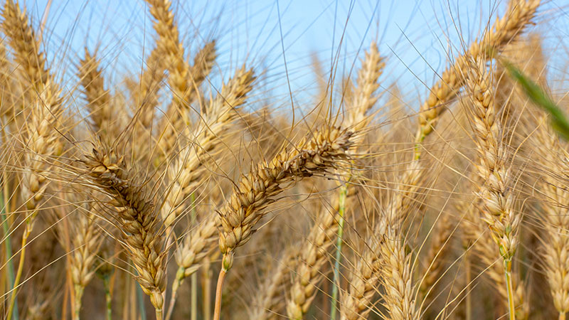 В Україні прогнозують збільшення експорту пшениці