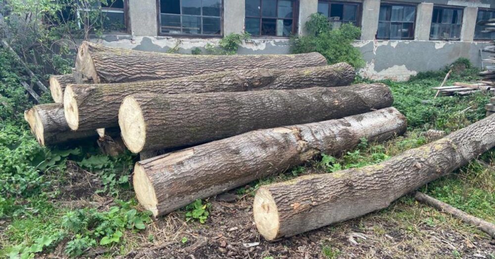 На Прикарпатті командир військової частини змушував підлеглих рубати дерева в заказнику