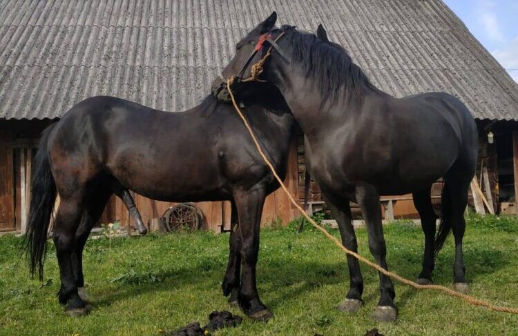 Пара коней на Львівщині коштує 3000 доларів