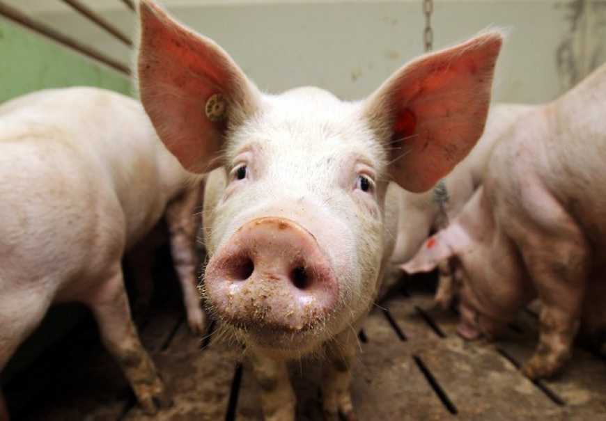 Закупівельні ціни на свинину у живій вазі з початку року зросли на 22%