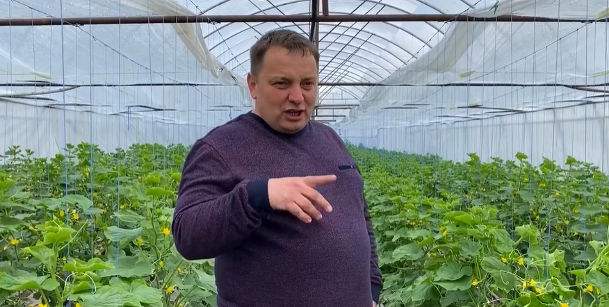 Як на Тернопільщині вирощують овочі, які потім потрапляють на львівський “Шувар”