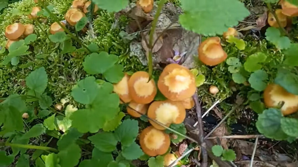 На Львівщині з’явились перші літні гриби