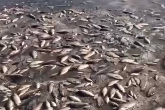 На Дніпропетровщині стався масовий мор риби
