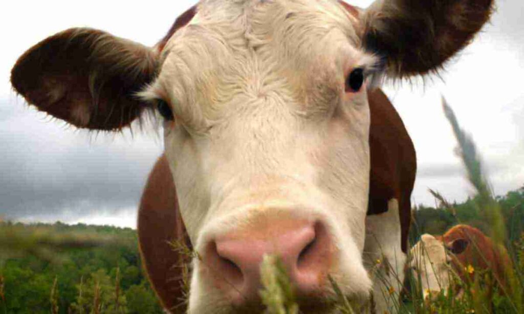 В Україні поголів’я великої рогатої худоби за 4 місяці скоротилося на 8,5%