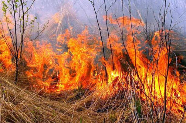 На Львівщині вогонь знищив усе живе, що було на території підпаленої сухої трави