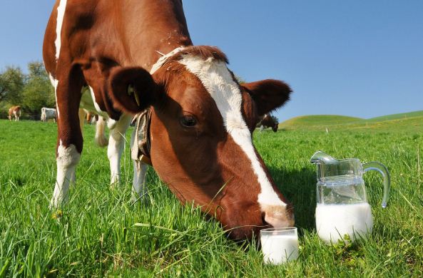 Львівщина забезпечує себе молоком на 42%