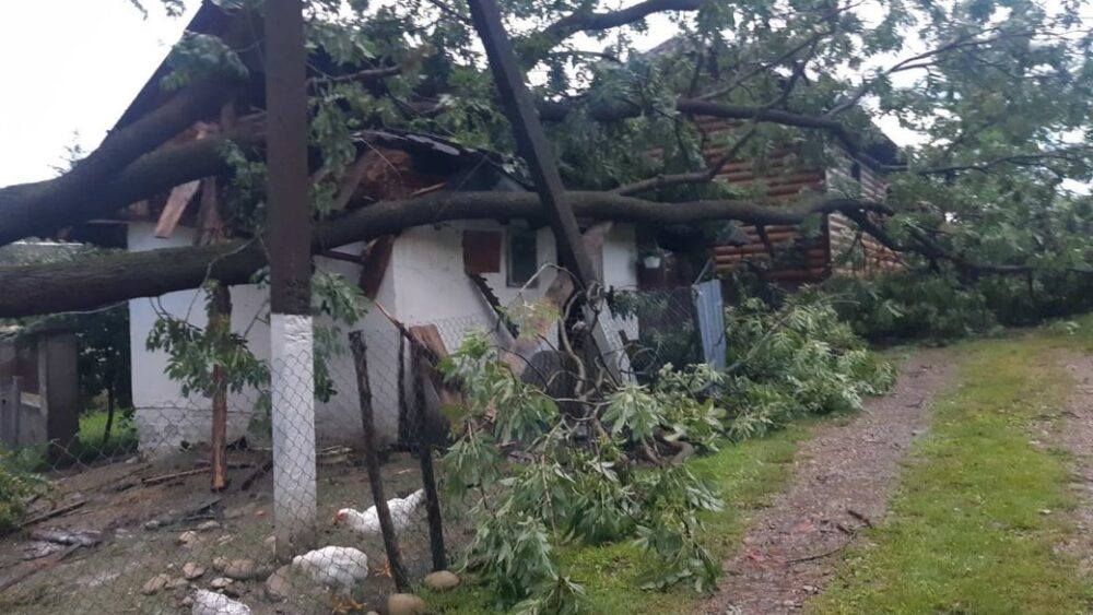 На Франківщині дерево впало на будинок