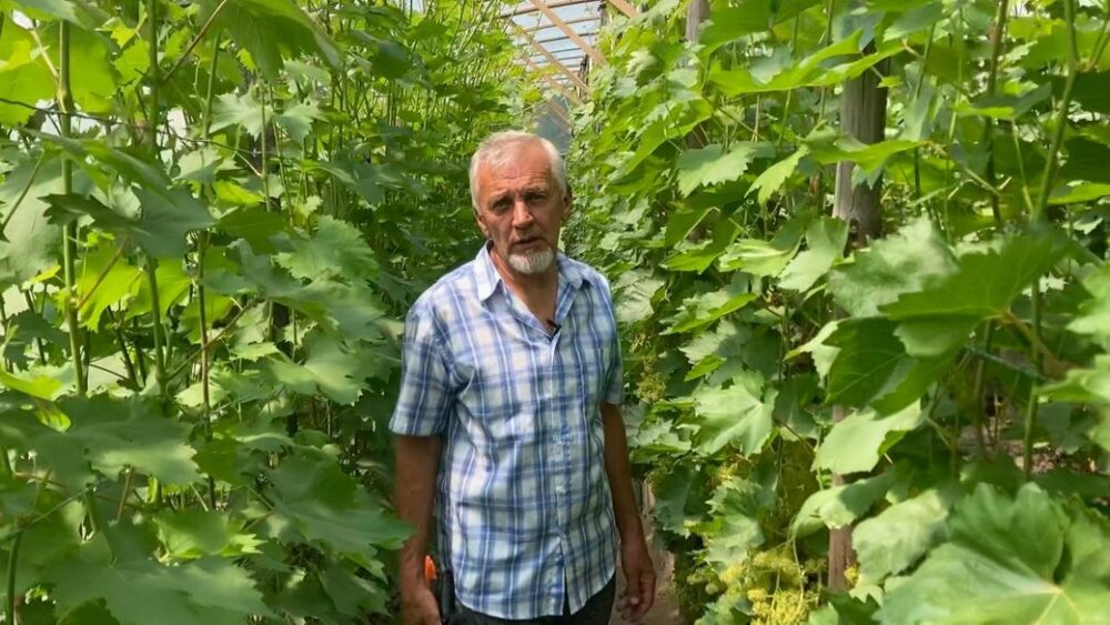 Фермер на Тернопільщині вирощує 120 сортів винограду