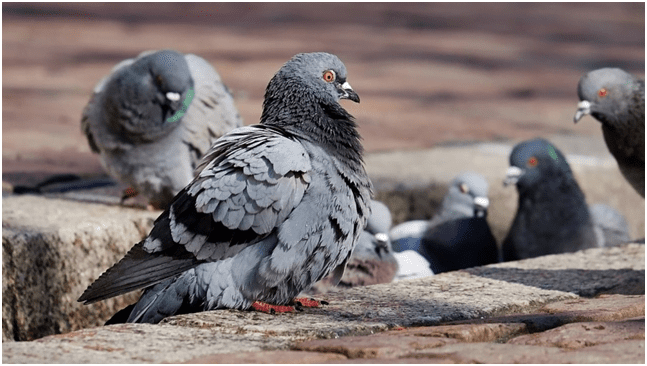 У кількох районах Львова помітили масову загибель голубів