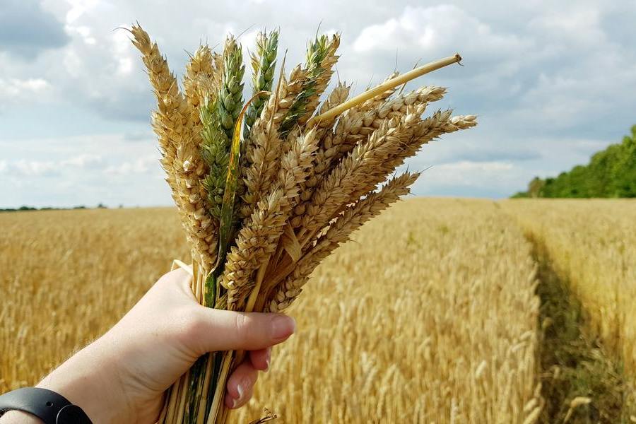 За 5 років аграрії Львівщини збільшили виробництво зерна майже на 40%