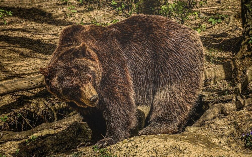 На Львівщині помітили ведмедя