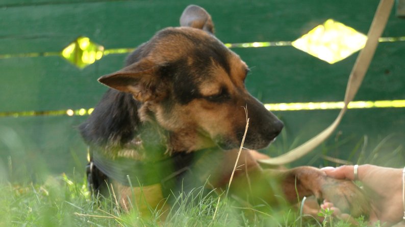 На Франківщині знайшли собаку з кульовим пораненням
