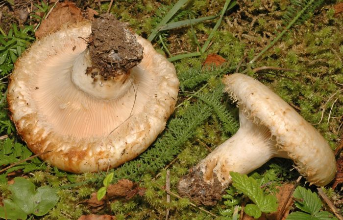 Перший летальний випадок від отруєння грибами зафіксували на Львівщині