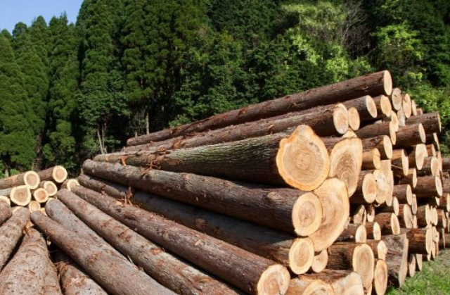На Тернопільщині судитимуть лісівника, який наказав рубати дерева у “Дністровському каньйоні”