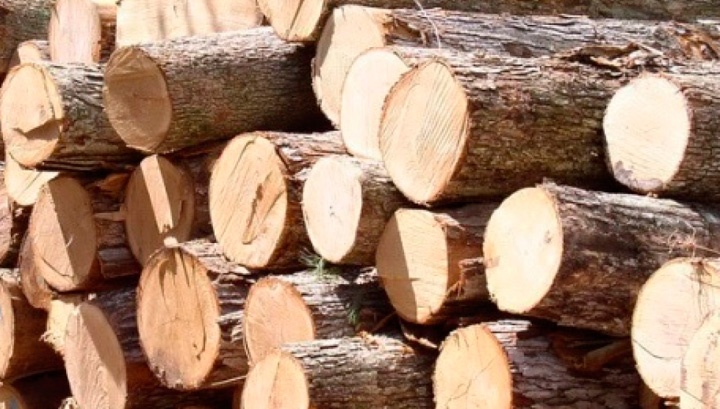 На Тернопільщині незаконно вирубали дерева на 590 тисяч гривень