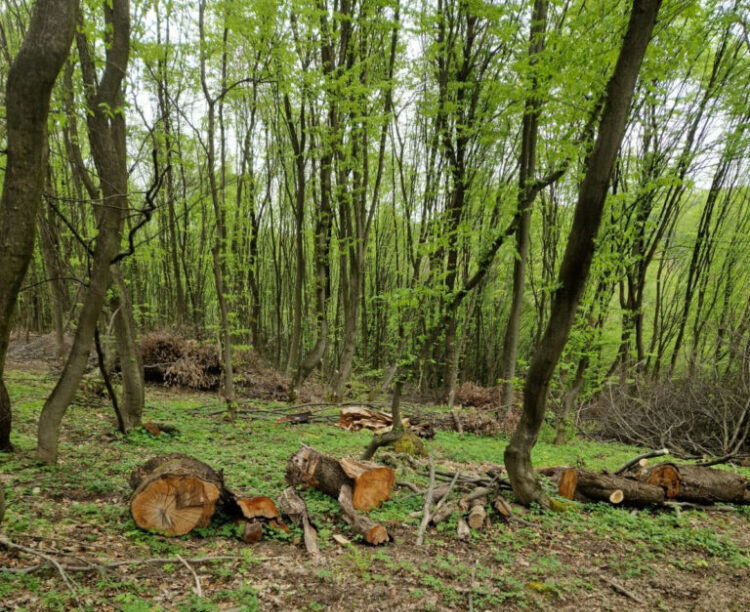 Лісівник з Тернопільщини незаконно зрубав 900 дерев