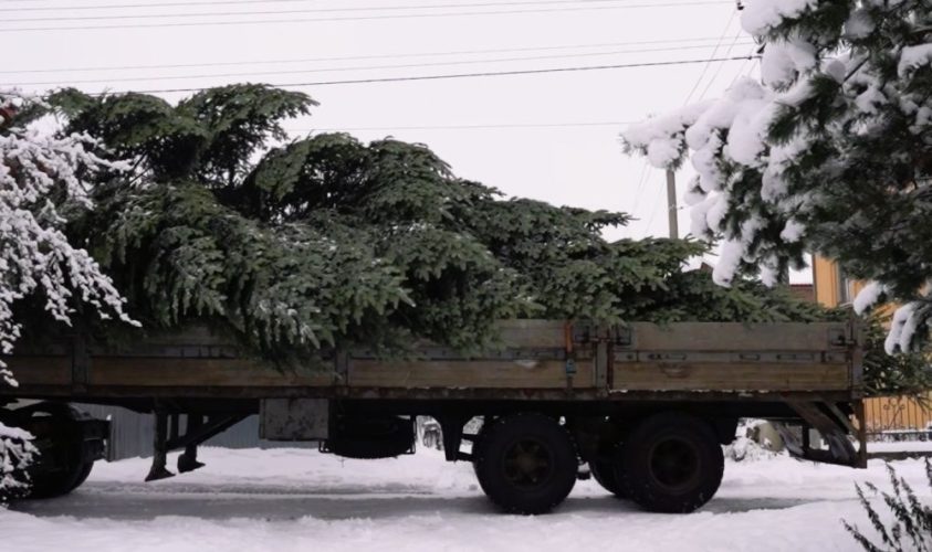 У Львові вже встановлюють новорічну ялинку