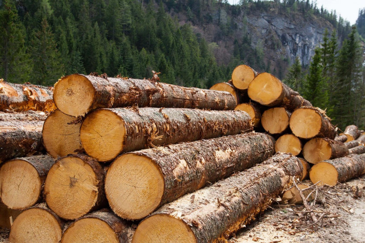 Чиновники нацпарку на Прикарпатті організували незаконну вирубку лісу