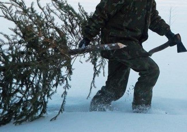 На Тернопільщині зросли штрафи за незаконну вирубку новорічних дерев
