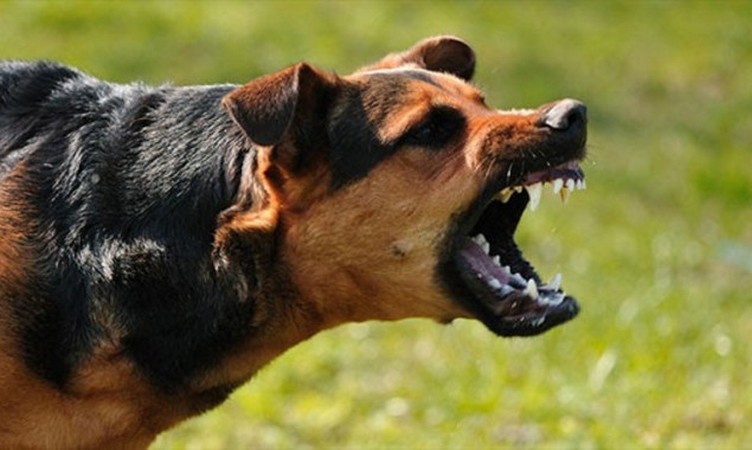На Франківщині скажений собака покусав двох людей