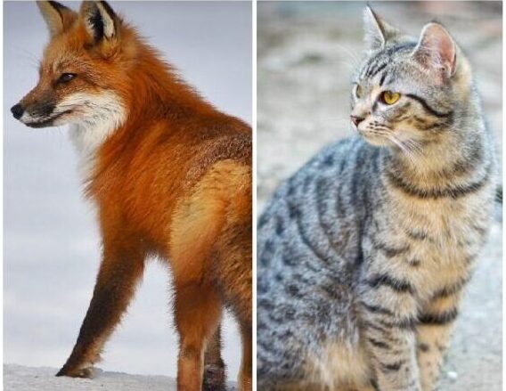 На Івано-Франківщині виявили інфікованих лисицю та кота