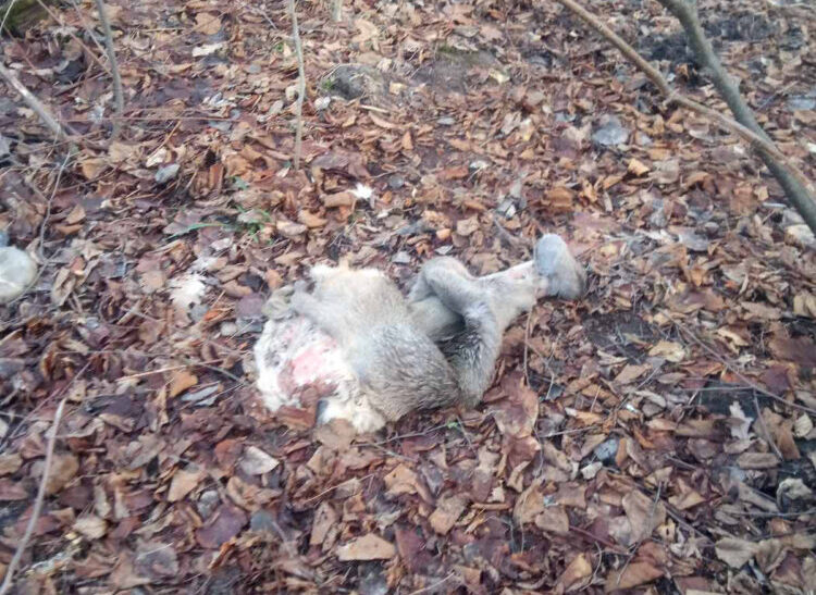 На Львівщині браконьєри вбили двох козуль