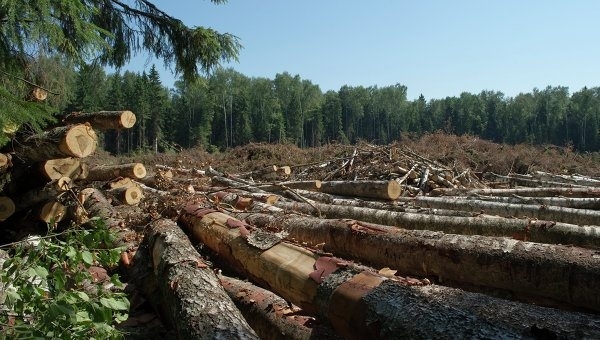 «Укрзалізниця» відшкодує 650 тис. грн за незаконну вирубку лісу на Львівщині