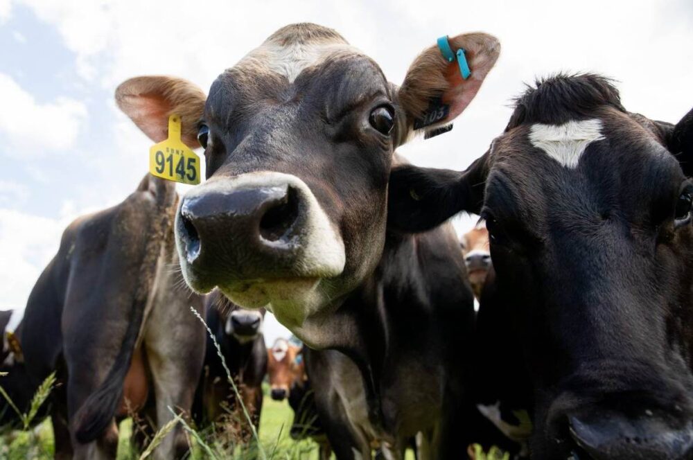 На Львівщині найкращі корови отримали документи через ЦНАПи