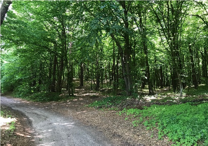 Земельну ділянку лісового фонду в Брюховичах повернули державі