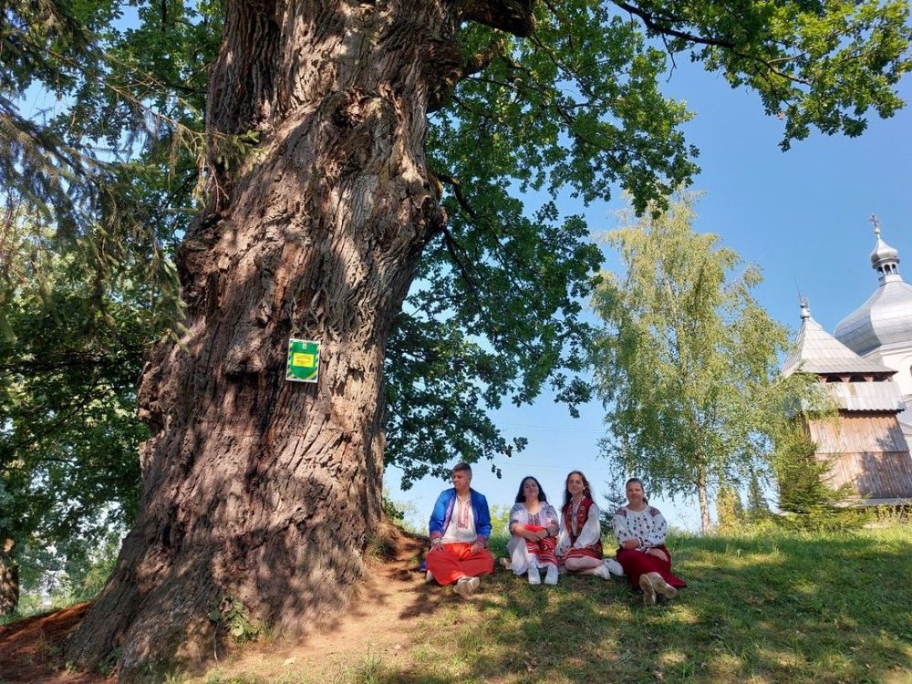 Тисячолітній дуб Львівщини винесли на конкурс «Європейське дерево-2024»