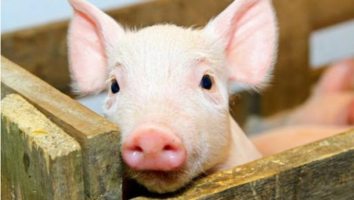 На Франківщині зафіксували випадок африканської чуми свиней