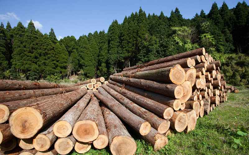 Посадовці військового лісництва на Львівщині вкрали деревини майже на 5 млн
