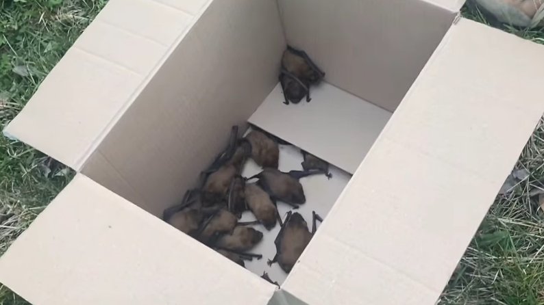 На Тернопільщині випустили на природу кажанів, які зимували у парку