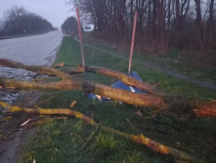 Вітер повалив понад три десятки дерев на дороги Тернопільщини