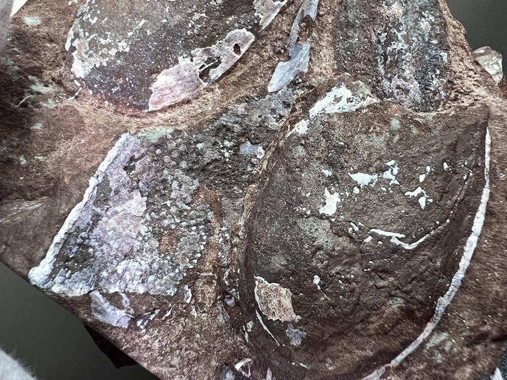 Мешканець Тернополя намагався відправити з України скам’янілості віком понад 400 млн років