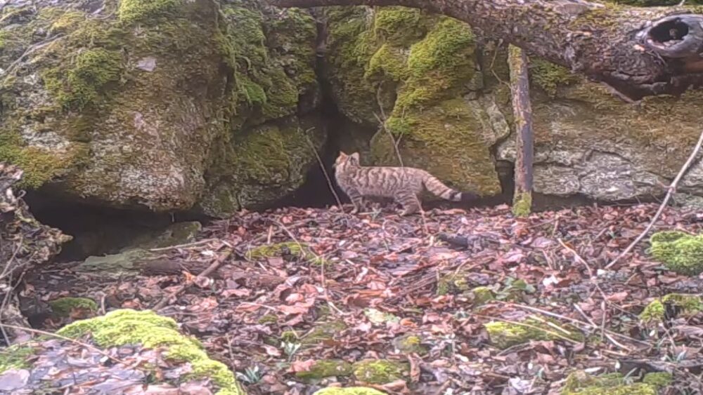 Червонокнижний лісовий кіт потрапив у фотопастку на Тернопільщині