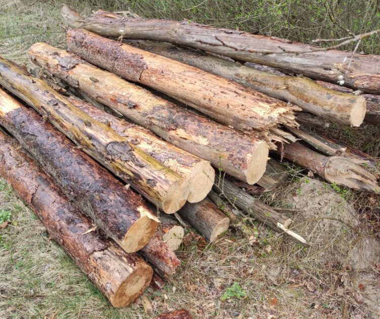 На Тернопільщині невідомі зрубали дерев на понад 300 тисяч гривень