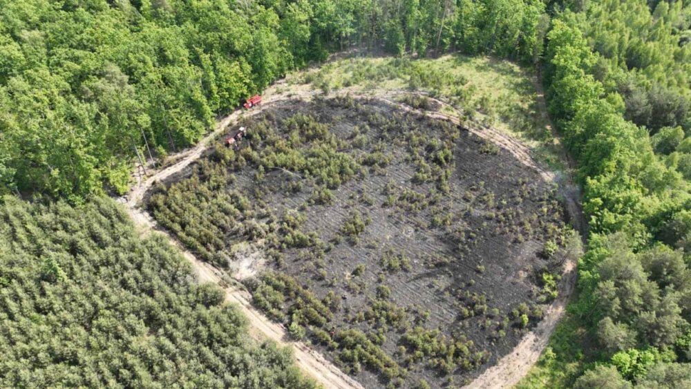 Волонтери на Львівщині висадять новий ліс на місці того, що згорів через падіння «шахеда»